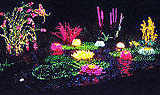 Garden d'Lights, Nov 27 - Jan 1 | Bellevue.com